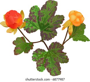 Cloudberry - Rubus chamaemorus (lat.)