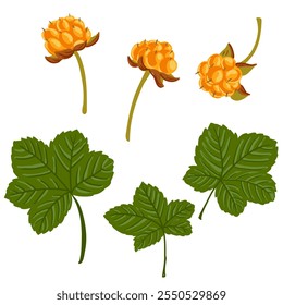 cloudberry, Rubus chamaemorus, vector drawing wild plant with orange berries at white background, floral element, medicinal herb, hand drawn botanical illustration