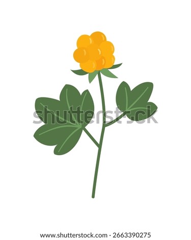 Cloudberry, Rubus chamaemorus vector illustration.