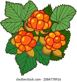 Cloudberry. Three orange berries and green leaves. Ripe gifts of the forest. Color vector graphics. 