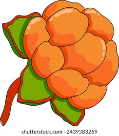 Cloudberry vector, colored illustration. Organic berry superfood. Hand drawn icon for label, poster, packaging design