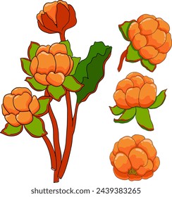 Vector de arándano, ilustración de color. Superalimentos orgánicos de bayas. Icono dibujado a mano para etiqueta, póster, diseño de embalaje