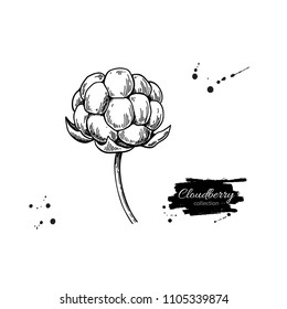 Cloudberry vector drawing. Organic berry food sketch. Vintage engraved illustration of superfood. Hand drawn icon for label,  poster, packaging design.