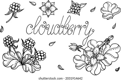 Cloudberry vector drawing. Organic berry food sketch. Сloudberry fruits, flowers and leafs on white background for web, print, cloth texture or wallpaper, greeting cards, invitations, posters, banners