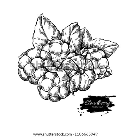 Cloudberry vector drawing. Organic berry food sketch. Vintage engraved illustration of superfood. Hand drawn icon for label,  poster, packaging design.