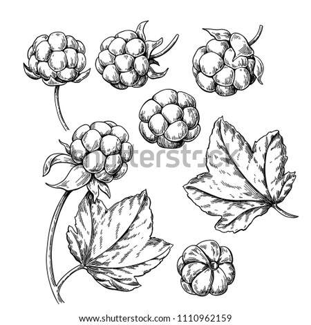 Cloudberry vector drawing. Organic berry food sketch. Vintage engraved illustration of superfood. Hand drawn icon for label,  poster, packaging design.