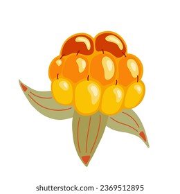 Cloudberry vector illustration. Bright yellow orange berry. Northern fruit isolated on white background. Hand drawn arctic tundra forest healthy vitamin food for packaging. Nordic cuisine ingredient