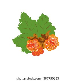 Cloudberry vector illustration on white background