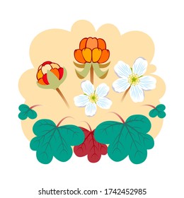 Cloudberry vector illustration. A cloudberry (Rubus chamaemorus) is a herbaceous plant in tundra and boreal forest