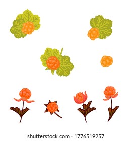 Cloudberry vector illustration set. Cloudberry, nordic berry, bakeapple fruit, leaves hand drawn collection design template