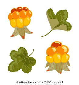 Cloudberry vector illustration. Yellow orange berry and leaves. Northern fruit set isolated on white background. Hand drawn arctic tundra organic healthy vitamin food. Nordic cuisine ingredient