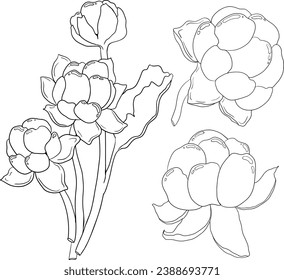 Cloudberry vector, line drawing. Organic berry superfood. Hand drawn icon for label, poster, packaging design or coloring pages