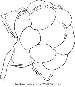 Vector de nubes, dibujo de líneas. Supercomida de bayas orgánicas. Icono dibujado a mano para páginas de etiquetas, afiches, diseño de empaque o color