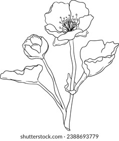 Beerenvektor, Linienzeichnung. Bio-Beeren-Superfood. Handgezeichnetes Symbol für Etiketten, Plakate, Verpackungs- oder Farbseiten
