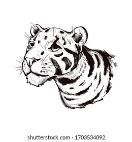 Clouded leopard Neofelis nebulosa wild cat occurring from Himalayan, Asian China. Digital art illustration of mainland clouded leopard or Sunda clouded leopard, hunting season wildcat portrait