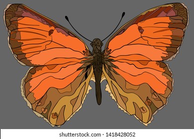 Clouded yellow butterfly. Vector illustration.