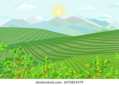 cloudy mountain scenery with bushes. green tea plantation landscape with sunrise