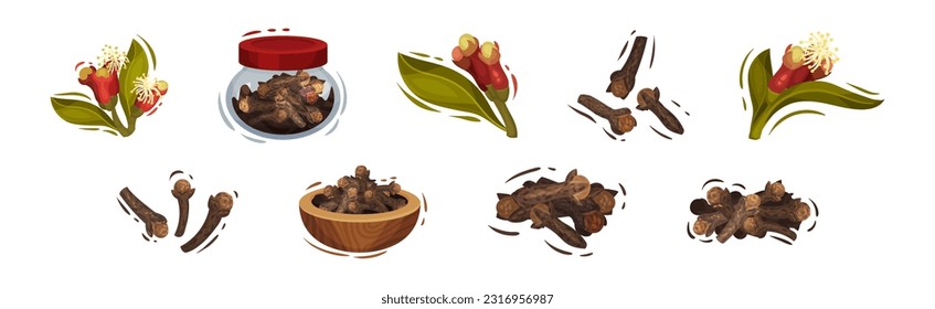 Clove Aromatic Flower and Dried Spice Vector Set