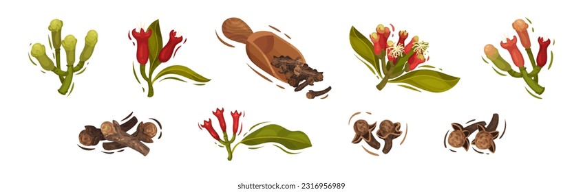 Clove Aromatic Flower and Dried Spice Vector Set