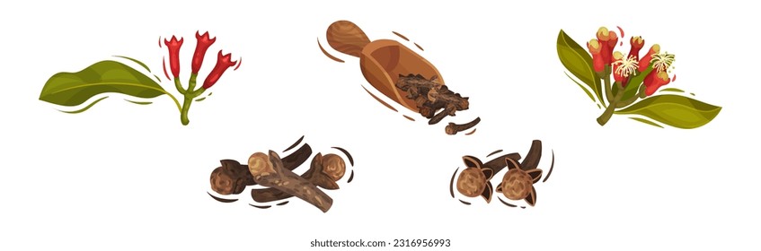 Clove Aromatic Flower and Dried Spice Vector Set