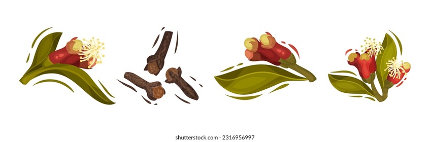 Clove Aromatic Flower and Dried Spice Vector Set