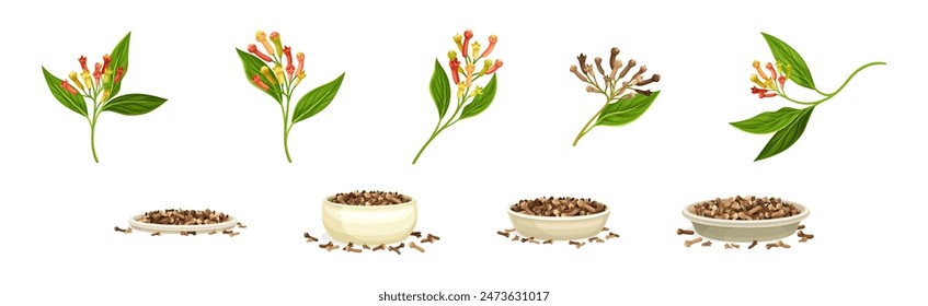 Clove Branch and Dry Seed Condiment Vector Set