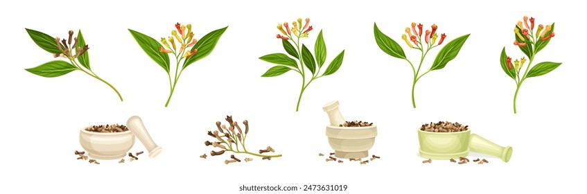 Clove Branch and Dry Seed Condiment Vector Set