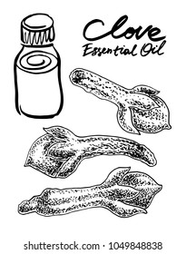 Clove essential oil. Vector hand drawn graphic illustration.