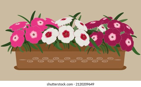 Clove flowers in a flower box vector illustration.
