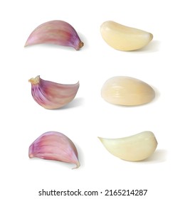 Clove of garlic. Isolated vector illustration.