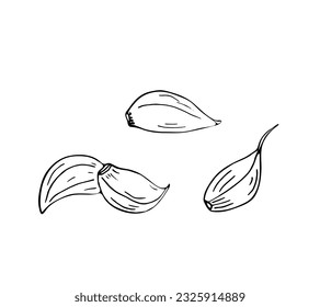 Clove of garlic set sketch. Hand-drawn vector illustration