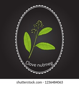 Clove nutmeg (Ravensara aromatica), aromatic and medicinal plant. Hand drawn botanical vector illustration