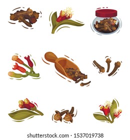 Clove Plant Botanical Cooking Vector Illustrated Set