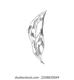Clove plant leaf, hand drawn monochrome vector illustration isolated on white background. Spicy clove tropical tree single leaf in etched engraving style.