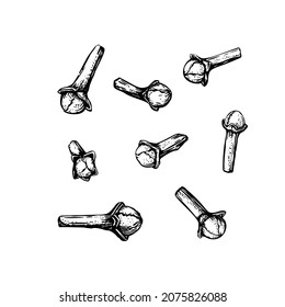 Clove sketch set in engraved style. Outline vector illustration. Hand drawn natural organic food.