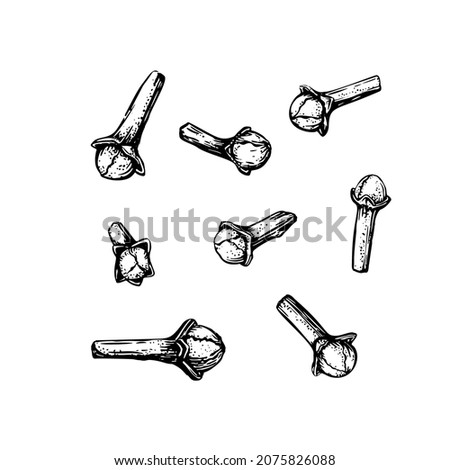 Clove sketch set in engraved style. Outline vector illustration. Hand drawn natural organic food.