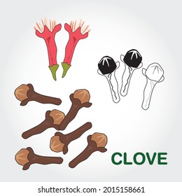 Clove spice color flat icon. Colorful Clove Tree hand drawn set. Medical herb and spice. Vintage raw Cloves branch with flowers, leaves and buds. Herbal vector illustration i