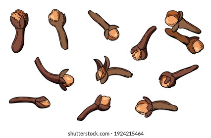 Clove spice. Vector illustration. White background, isolate.	