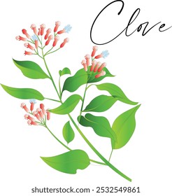 Clove tree branch with flowers (Syzygium aromaticum). Vector illustration, isolated on a white background.