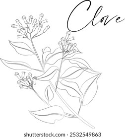 Clove tree branch with flowers (Syzygium aromaticum). Vector illustration, isolated on a white background.