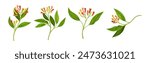 Clove Tree Branch with Ripe Aromatic Flower Bud and Green Leaf on Stem Vector Set