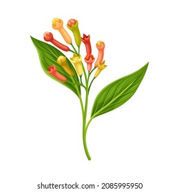 Clove Tree Branch with Ripe Aromatic Flower Bud Vector Illustration