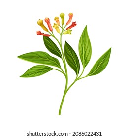 Clove Tree Branch with Ripe Aromatic Flower Bud Vector Illustration