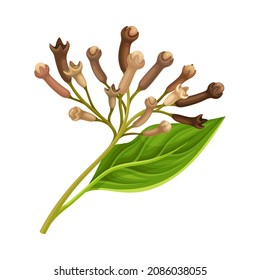 Clove Tree Branch with Ripe Aromatic Bud Vector Illustration