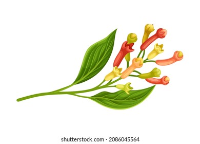 Clove Tree Branch With Ripe Aromatic Flower Bud Vector Illustration