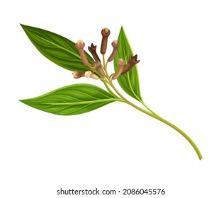 Clove Tree Branch with Ripe Aromatic Bud Vector Illustration