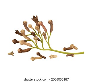 Clove Tree Branch with Ripe Aromatic Bud Vector Illustration