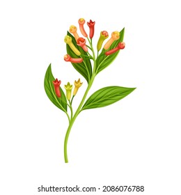 Clove Tree Branch With Ripe Aromatic Flower Bud Vector Illustration