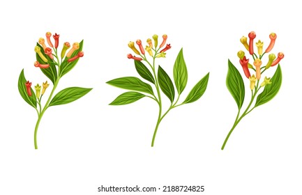 Clove Tree Branch with Ripe Aromatic Flower Bud Vector Set