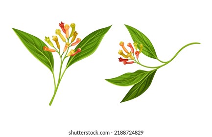 Rama de árbol de canto con conjunto de vectores de flores aromáticas maduras